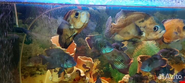 Аквариум панорамный с тумбой 350л под ключ
