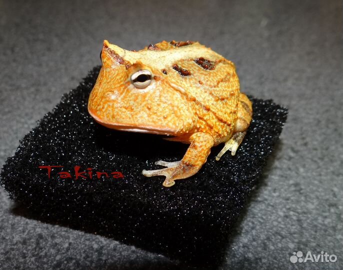 Лягушки Рогатки Амазонские Ceratophrys cornuta