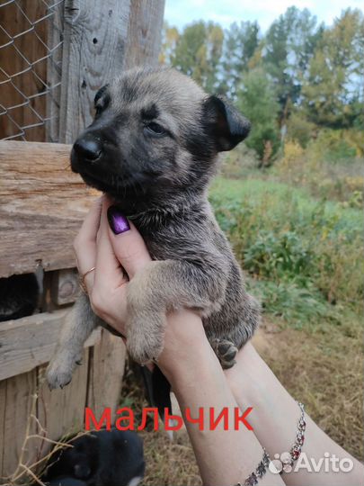 Щенки в добрые руки