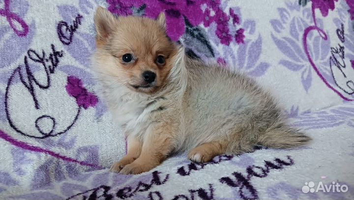 Очаровашка