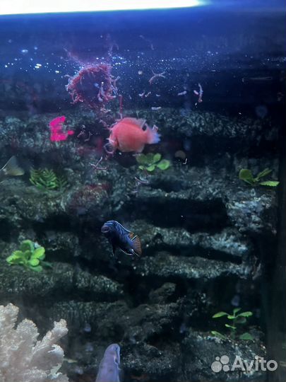 Рыбки цихлиды