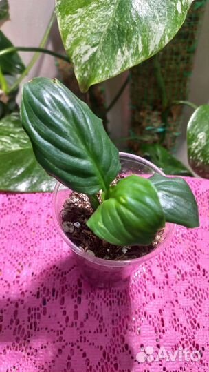 Спатифиллум блэк бьюти