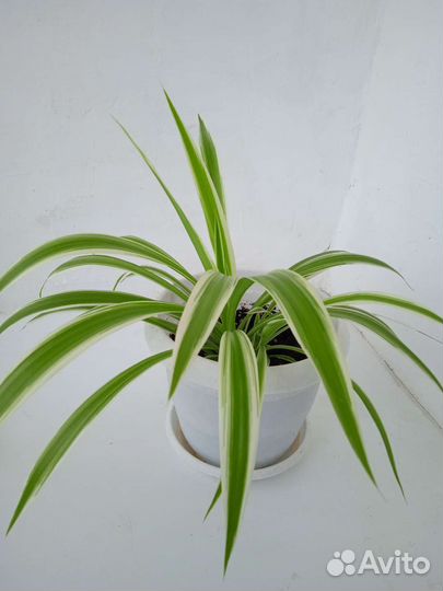 Хлорофитум