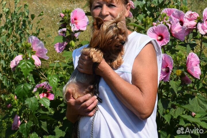 Йоркширский терьер. Вязка