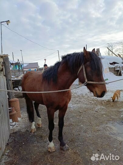 Жеребец Орловский рысак