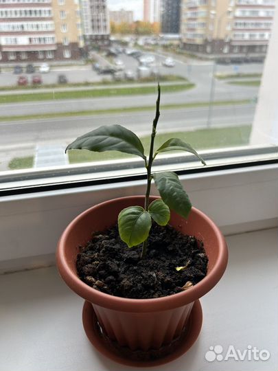 Цитрусовое дерево