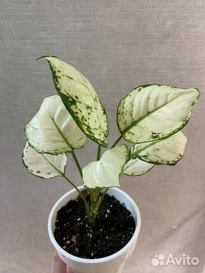 Аглаонема Супер Вайт, Фридман, Кротон, Антуриум