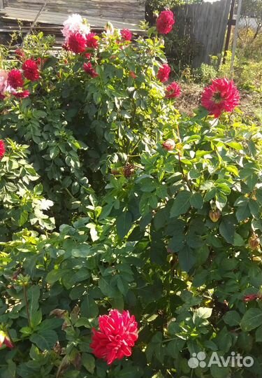 Клубни гоергин