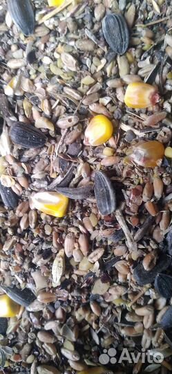 Зерносмесь