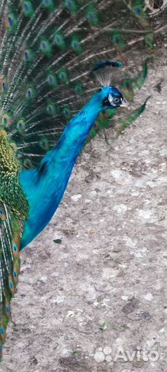 Павлины пара