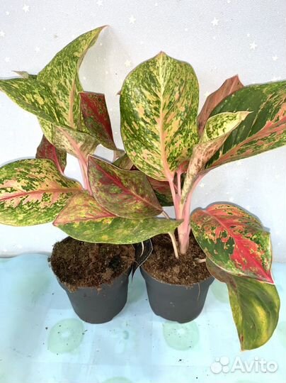 Аглаонема Новинка 12/35см