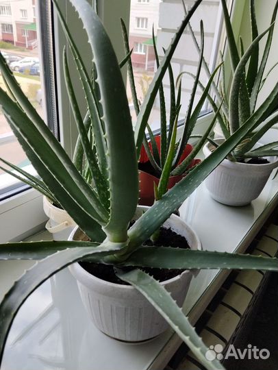 Алоэ 7лет и 2,4 года