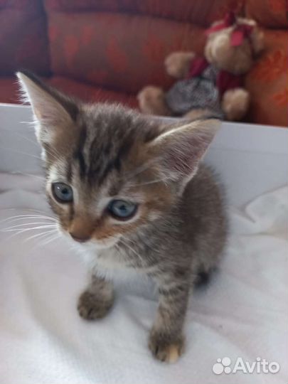 Котенок в дар