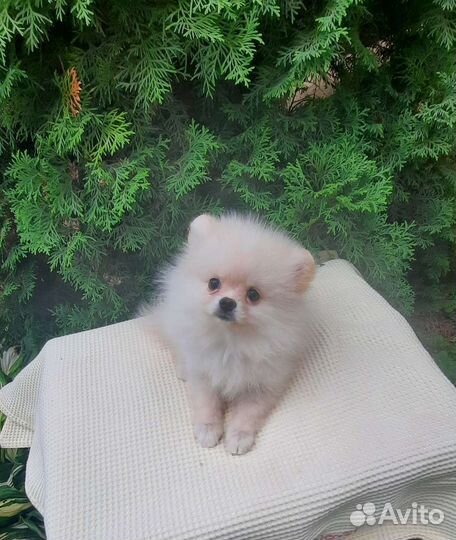 Девочки померанцы мини