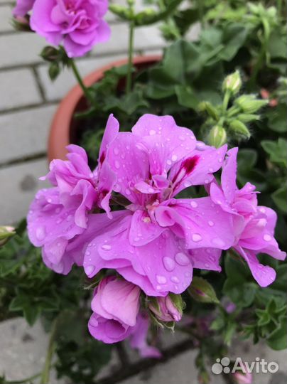 Пеларгония герань