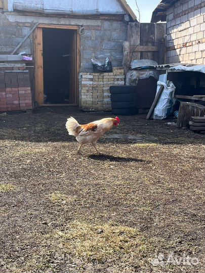 Молодые петухи