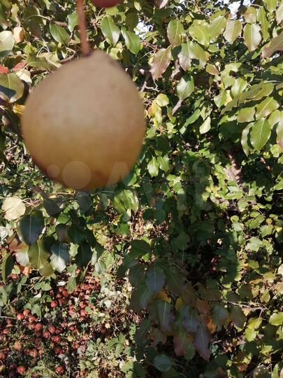 Участок 9 сот. (СНТ, ДНП)