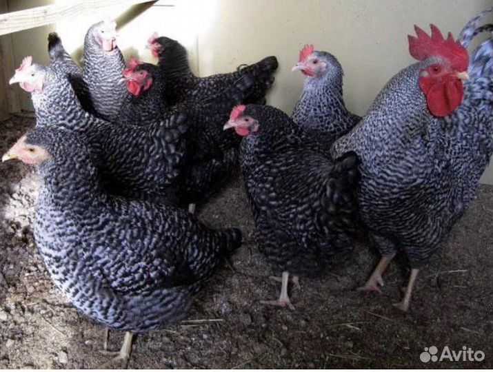 Курицы породистые несушки