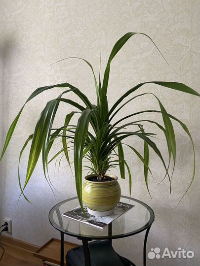 Панданус (винтовая пальма)