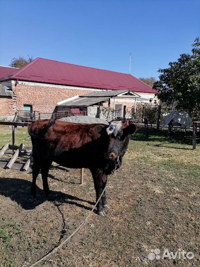 Телка 10 месяца