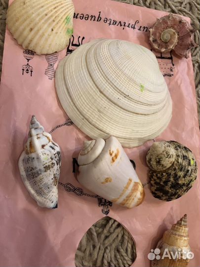 Ракушки морские