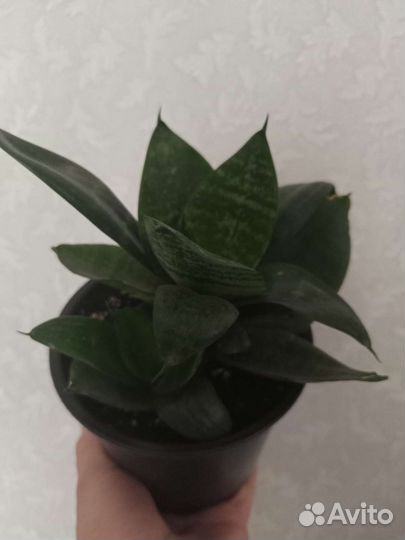 Сансевиерия ханни