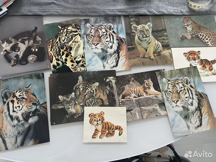 Открытки Обещьяны, кошки- тигры, собаки