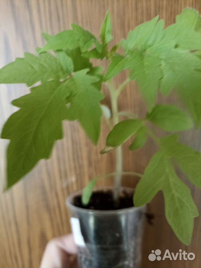 Рассада помидор