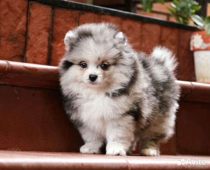 Щенок померанского шпица мальчик