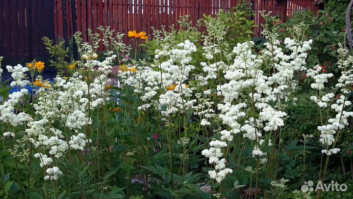Флоксы и другие садовые многолетники