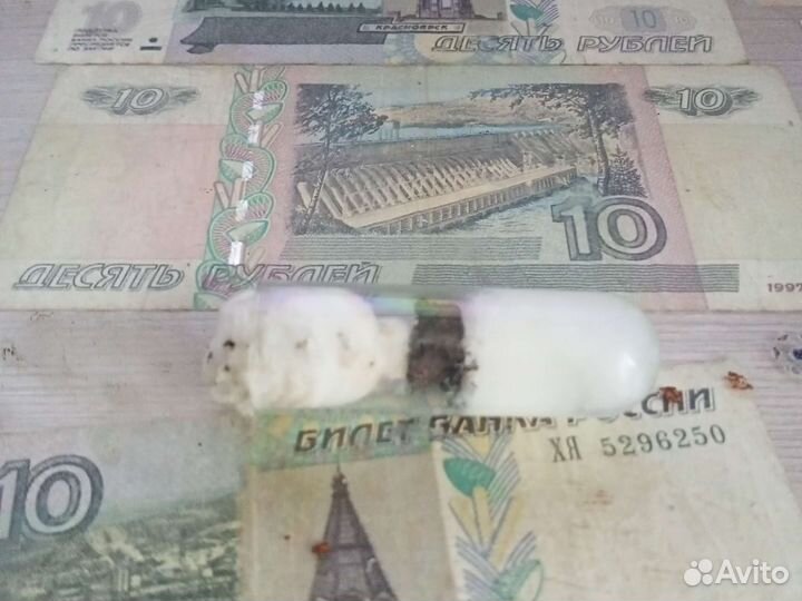 Матка муравьев вида лазиус нигер