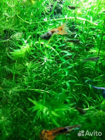 Креветки вишня, криптокарина и элодея