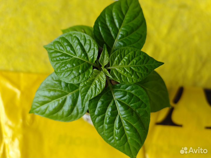 Рассада острого перца