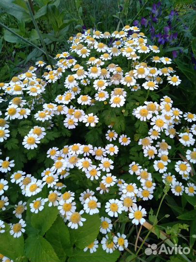 Лилии, лилейники, флоксы