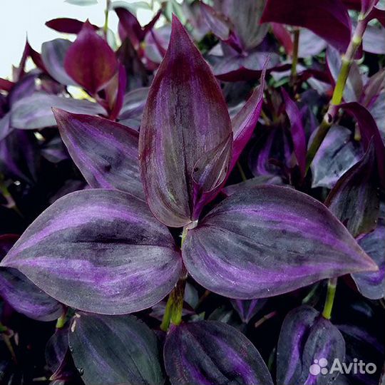 Традесканции,каллизии коллекция 2