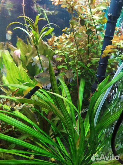 Аквариумные растения