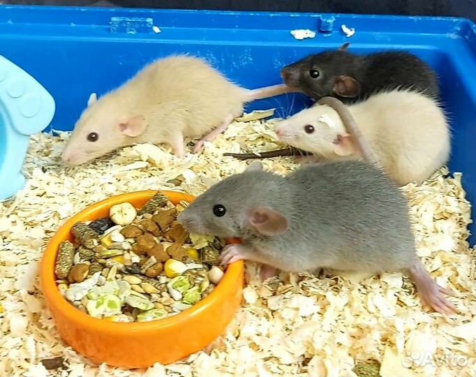 Крысята Дамбики
