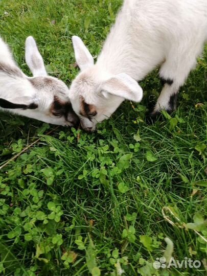 Козье молоко