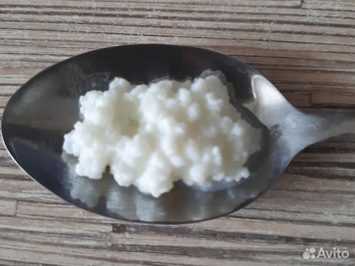 Тибетский молочный гриб