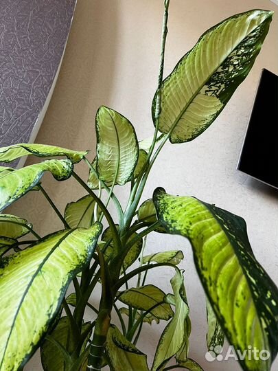 Диффенбахия