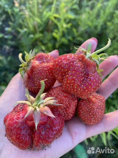 Клубника Camarosa рассада