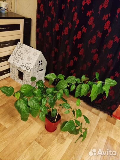 Гибискус китайская роза