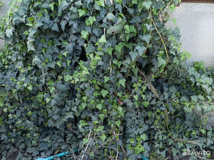 Жимолость черенки на срез