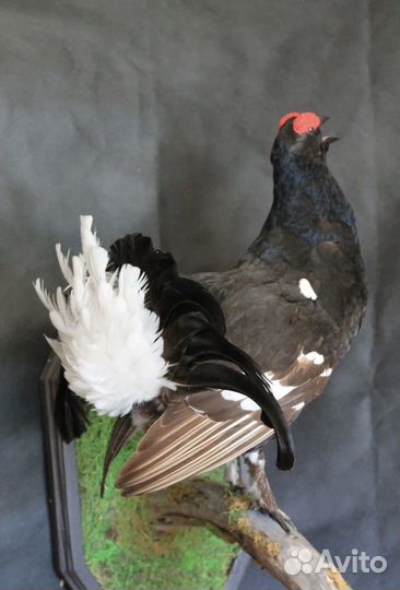 Тетерев птица таксидермия охота чучело