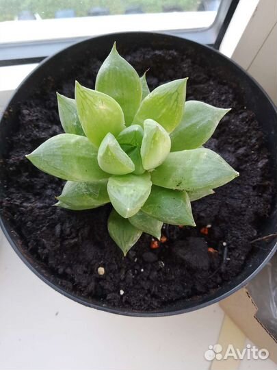 Хавортия Купера