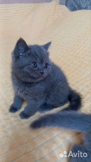Британские котята