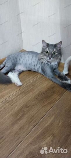 Груминг (стрижка) кошек с выездом 