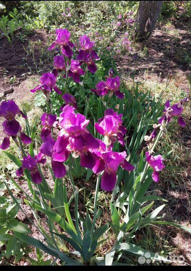 Рассада многолетних цветов