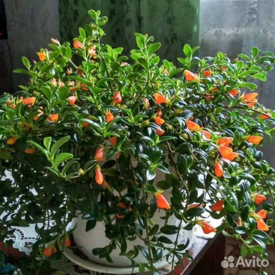 Золотая рыбка