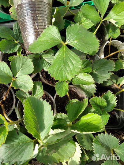 Рассада клубники марышка,альба